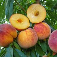 Саджанець Персик Твард Твардів